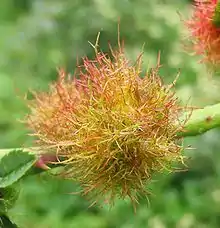 Rose bedeguar gall on a wild rose in summer