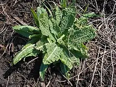 Teasel