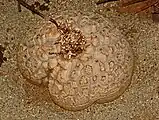 Large tuberous stem