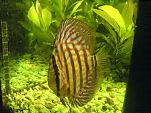 Red Turquoise Discus