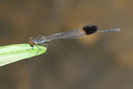 Disparoneura apicalis male