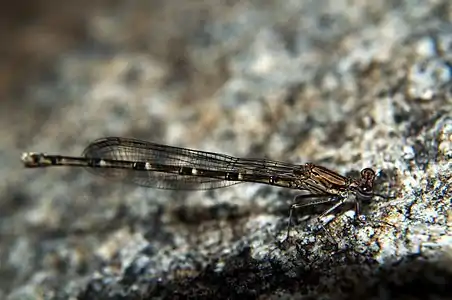 Disparoneura quadrimaculata female