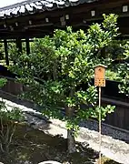 A young individual at a shrine in Japan