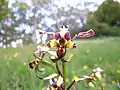 Diuris pardina in the Adelaide Hills