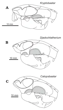 Drawings of three similar skulls; Catopsbaatar is at the bottom