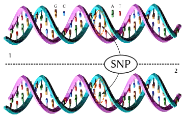 DNA molecule 1 differs from DNA molecule 2 at a single base pair location, called a single-nucleotide polymorphism (a SNP mutation)