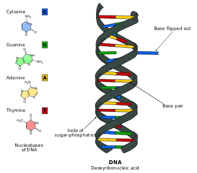 Cartoon of DNA with a base flipped out