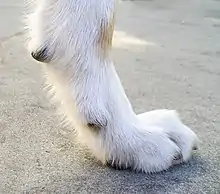 A dog's paw resting on a hard concrete surface