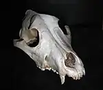 Image 6Frontal view of a dog skull (from Dog anatomy)