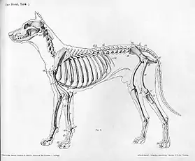 Image 10Lateral view of a dog skeleton (from Dog anatomy)