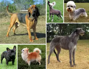 Image 27Montage showing the morphological variation of the dog. (from Dog breed)