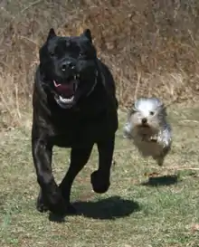 Image 15The difference in overall body size between a Cane Corso (Italian mastiff) and a Yorkshire terrier is over 30-fold, yet both are members of the same species. (from Domestication of the dog)