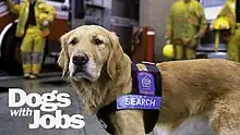 Dogs with Jobs