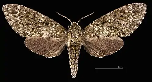 Dolbina exacta  ♀