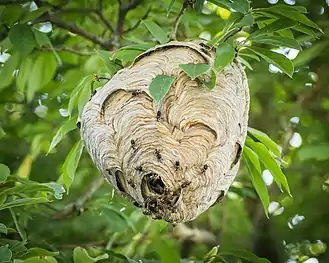 Nest attached to a tree branch