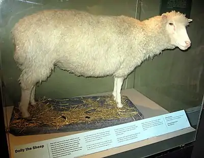 Image 37Dolly the sheep is the first mammal to be cloned from an adult somatic cell. (from 1990s)