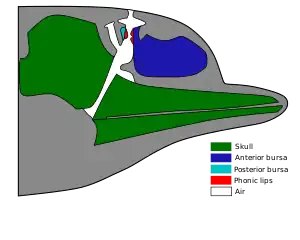 Outline of what's inside a dolphin head. The skull is to the rear of the head, with the jaw bones extending narrowly forward to the nose. The anterior bursa occupies most of the upper front of the head, ahead of the skull and above the jaw. A network of air passages run from the upper roof of the mouth, past the back of the anterior bursa, to the blowhole. The posterior bursa is a small region behind the air passages, opposite the anterior bursa. Small phonic tips connect the bursa regions to the air passages.