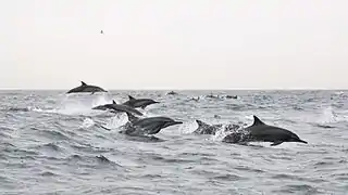 Image 6Watching spinner dolphins in the Gulf of Oman (from Tourism in Oman)