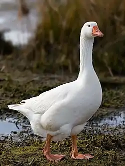 Image 25Embden GoosePhoto credit: Noodle snacksThe Embden Goose is a breed of domestic goose, named for the town of Emden in Lower Saxony, Germany, from where it was once thought they originated. Embdens are pure white with a light orange, short, bill, and orange feet and legs. They are fast-growing birds and females will reach about 9 kg (20 lb), with males growing up to 14 kg (31 lb).More selected pictures