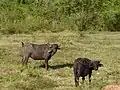 Domestic buffaloes grazing freely in the Park