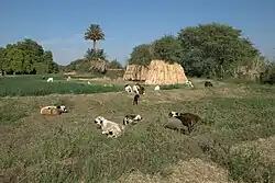 A field in Dongola