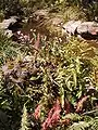 Rasp Ferns & Dendrobium kingianum around the pond at the Reserve