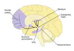 A labelled line drawing of dopamine pathways superimposed on a drawing of the human brain.