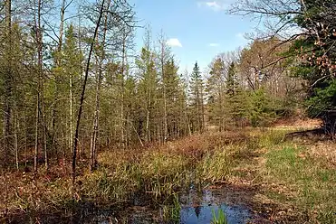 Boggy moat at one end of one of the unnamed lakes