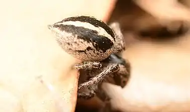 Female dorsal