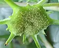 Close up of flower structure with flowers (male flowers are white, female green).