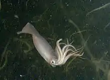 Humboldt squid found in the Humboldt Current