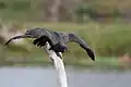 Double-crested cormorant