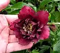 Double hellebore, dark red