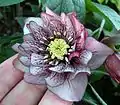 Double pink hellebore with dark venation