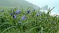 Iris douglasiana patch at Point Reyes