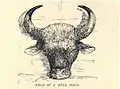 Head of bull bison