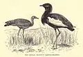 Bengal Florican...36