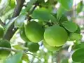 Unripe fruit