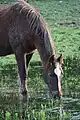 Image 32A horse drinking near  Downpatrick