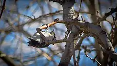 A downy woodpecker hanging upside down