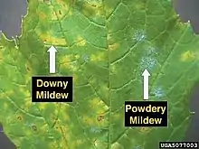 Image 4Examples of downy and powdery mildew on a grape leaf. (from Viticulture)