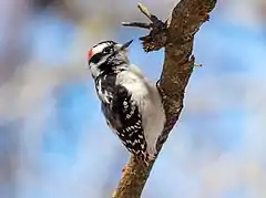 Male in New York City