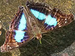 D. laurentia laurentia male with green proboscis