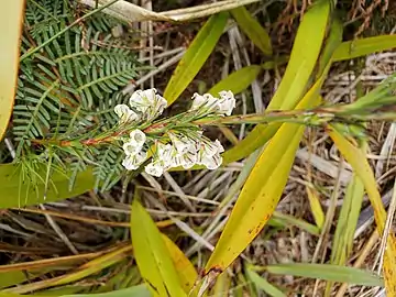 Inflorescence from above