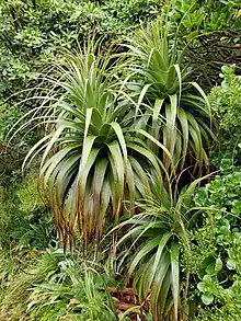 The bright green foliage of D. fiordense, among other green plants, on the Milford Track.