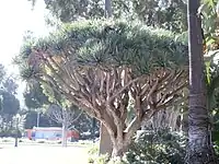 Dragon Tree in the Will Rogers Memorial Park