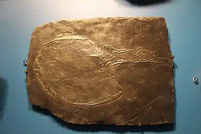 Fossil of Drepanaspis sp. in the Field Museum of Natural History