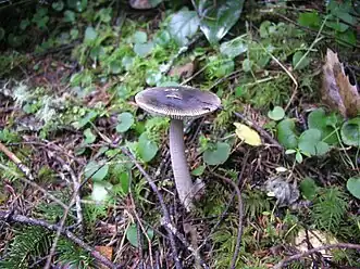 Mushroom in the Drift Creek Wilderness