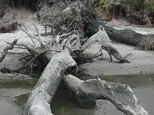 Image 10Driftwood (from Marine fungi)