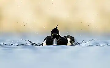 A tufted duck swimming in Nagadaha lake, Lalitpur, Nepal